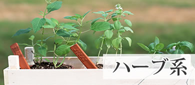 ハーブ系